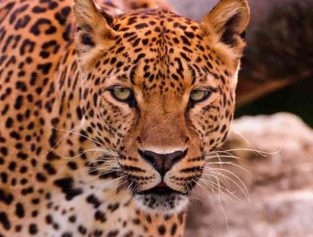 东京奥运中国女排比赛结果