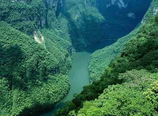 袖虎揭秘：病猫病狗也可能是过敏的吗？