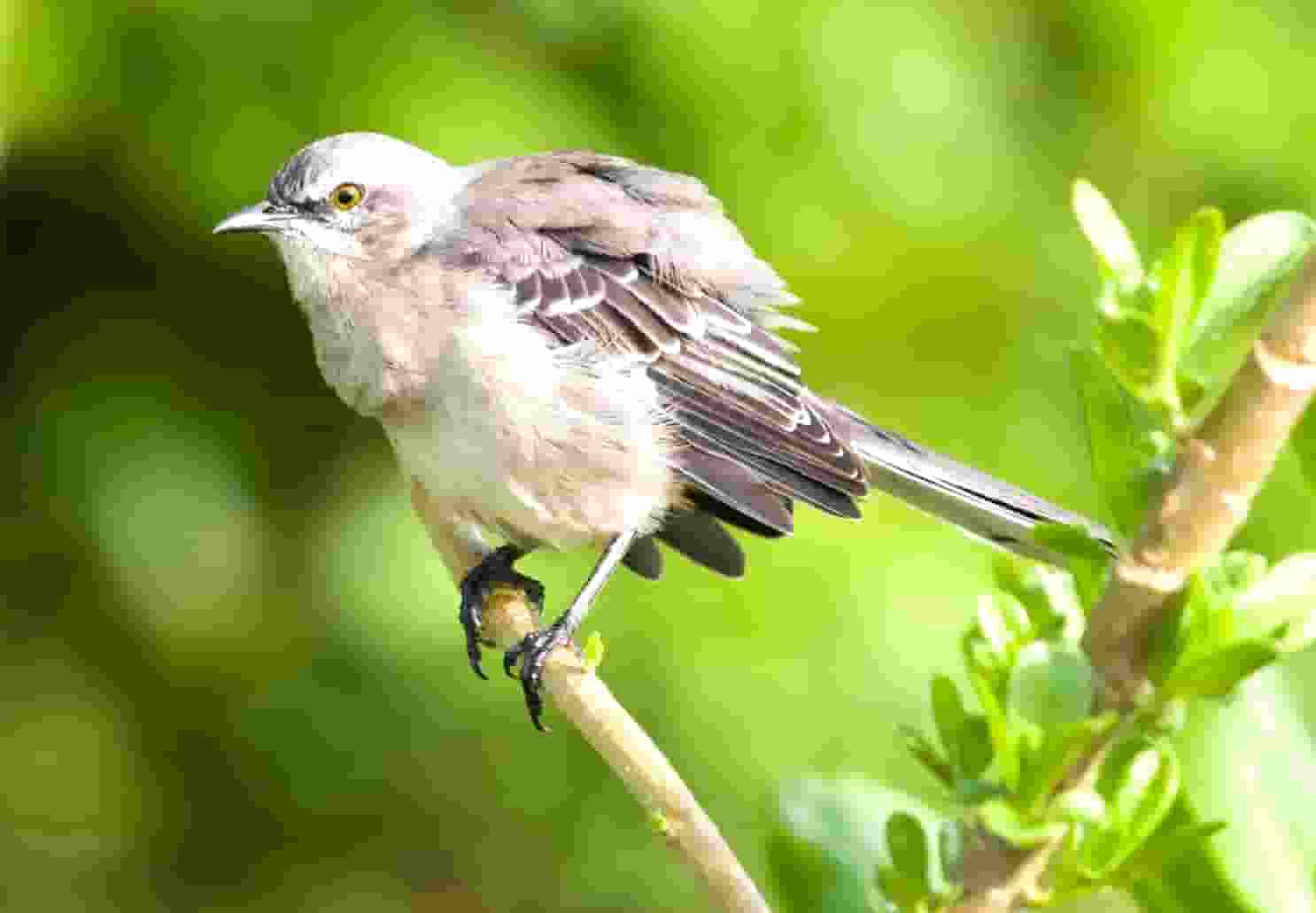 袖虎病狗攻略：狗怎么会瘸？