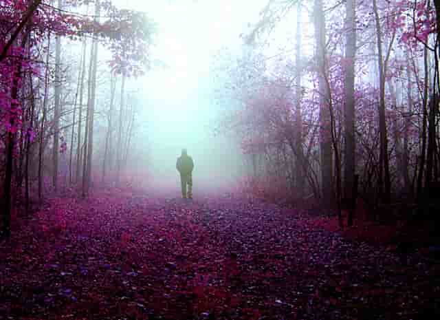 袖虎病猫攻略：捡到幼猫怎么养