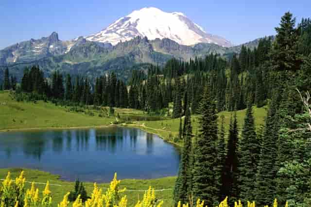 袖虎科普金毛和拉布拉多的区别