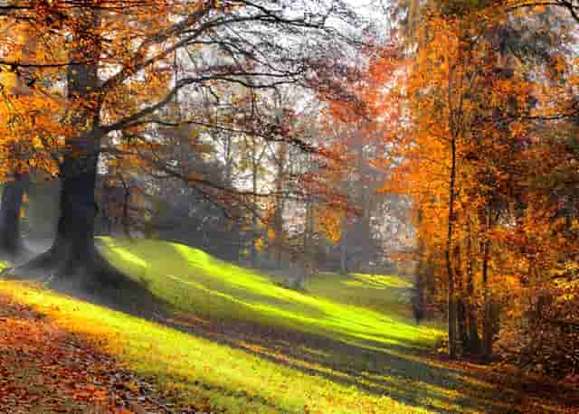 袖虎病猫攻略：感染绦虫怎么办？