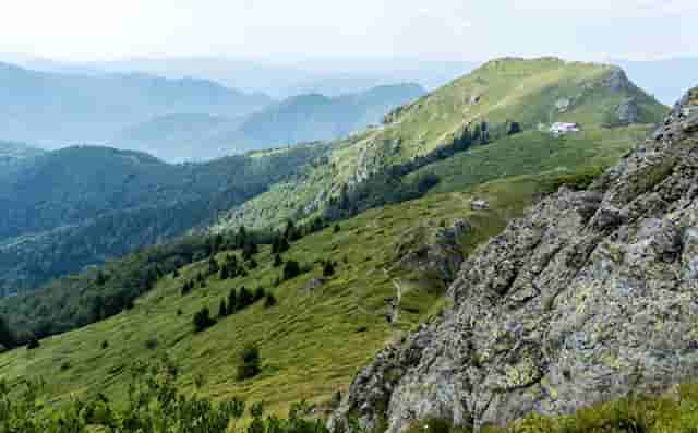 袖虎病猫攻略：猫咪腹泻的处理方法