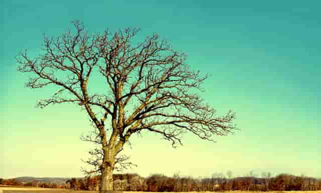 袖虎带你注意宠物美容的问题