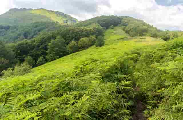 袖虎病猫攻略：猫常见疾病及预防